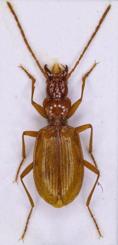Réf. 331 183 : Duvalius volscus